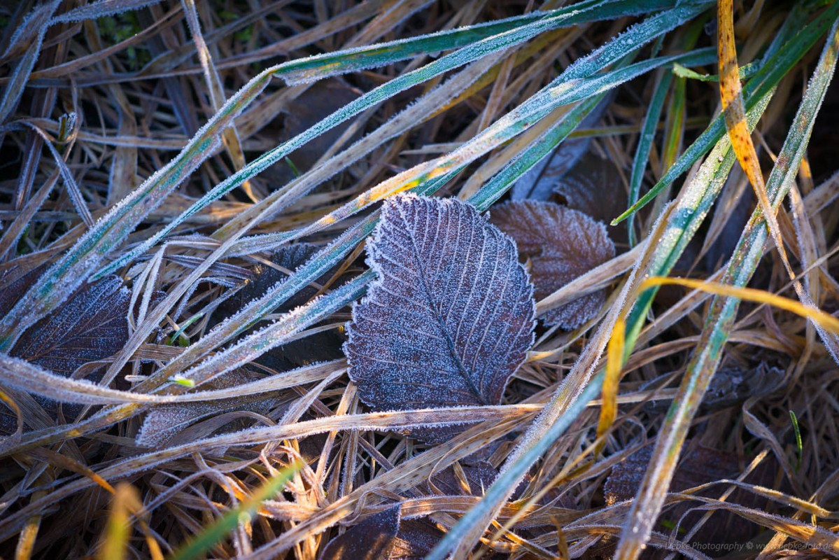 FL8_8747