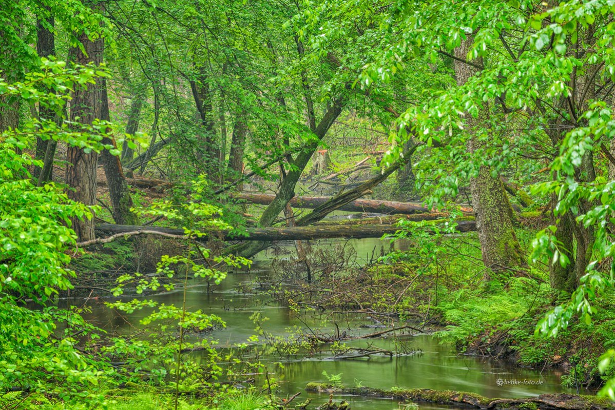 Das Briesetal im Naturpark Barnim - Wildes Brandenburg