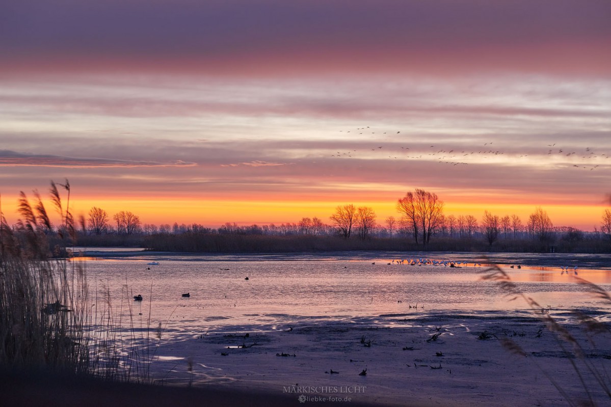 Sonnenaufgang in der Teichlandschaft Linum, Brandenburg