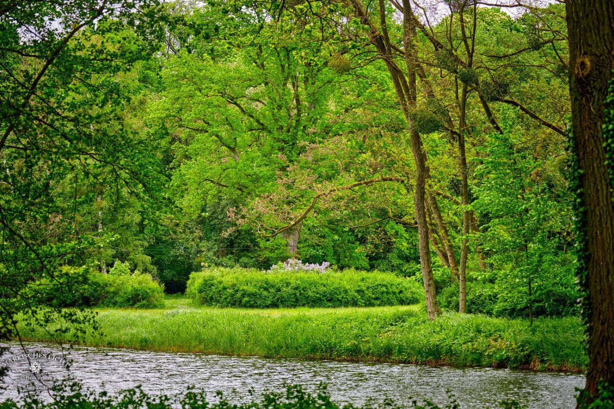 Eine "Fliederinsel" mitten im Park