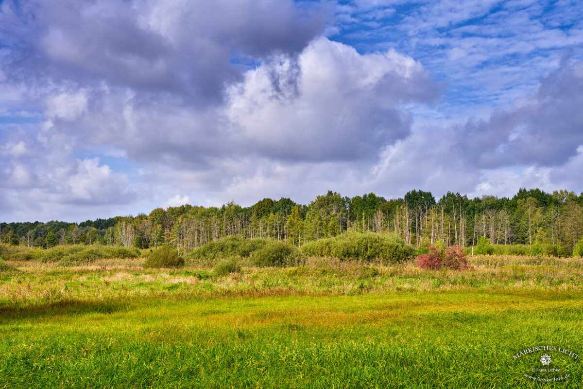 Eichwerder Moorwiesen im Naturpark Barnim bei Lübars. 