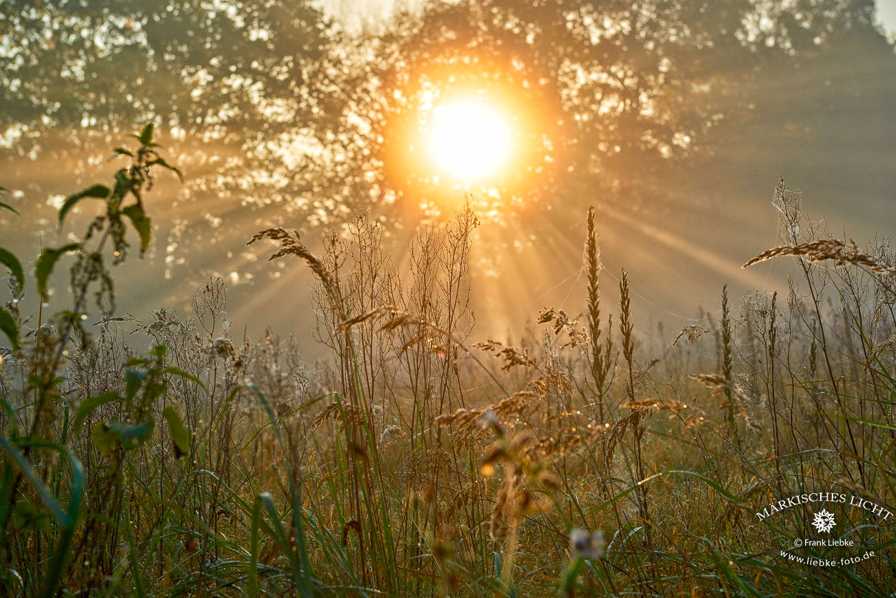Lichter Herbstmorgen mit Nebel und Tau auf den Gräsern im Naturpark Barnim