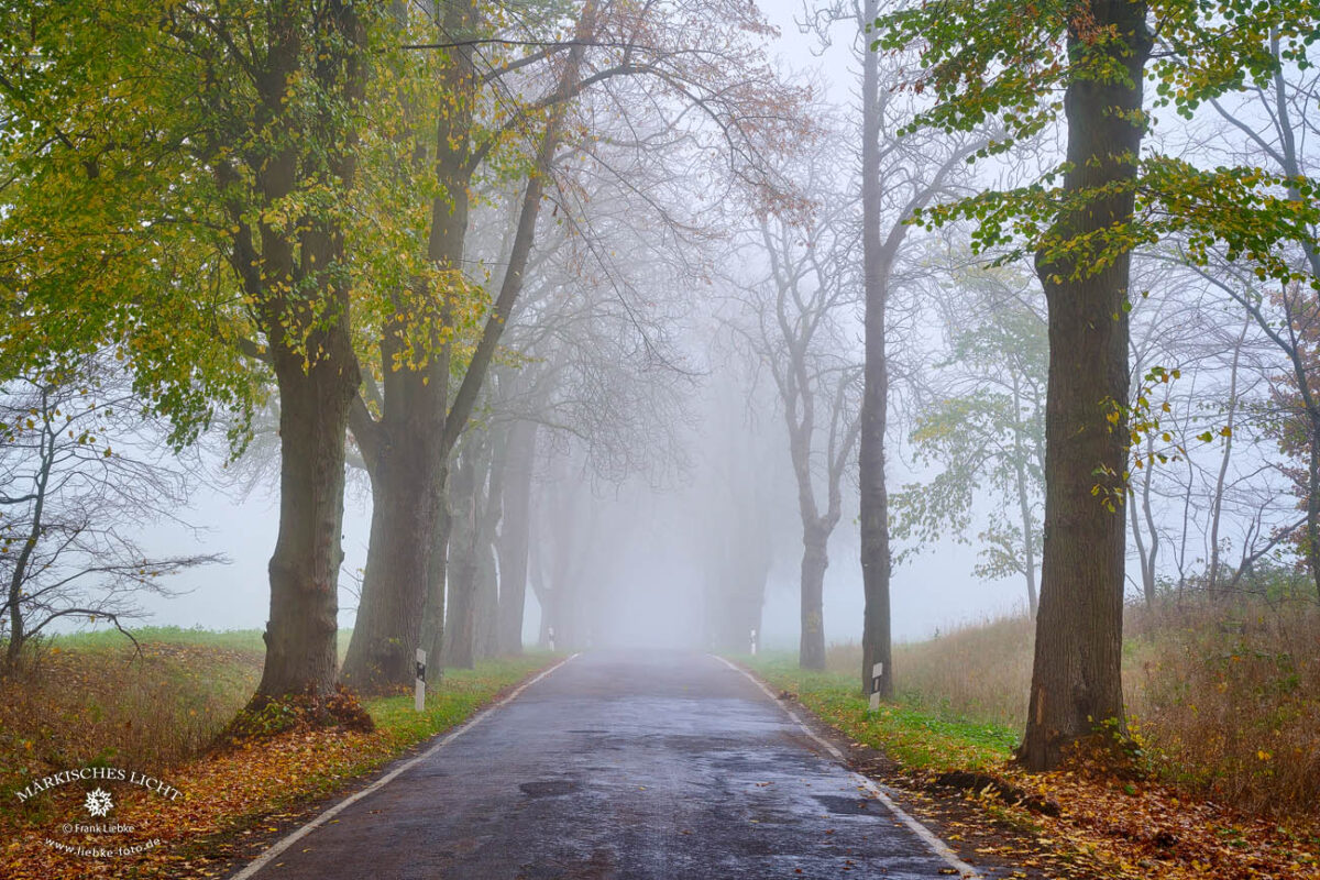 Gedanken zum Thema Naturfotografie - Nebel in der Uckermark