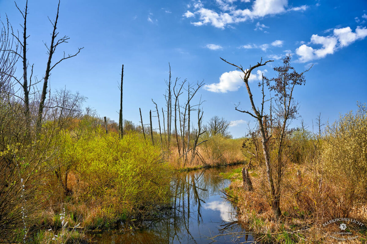 Die Eichwerder Moorwiesen im Naturpark Barnim