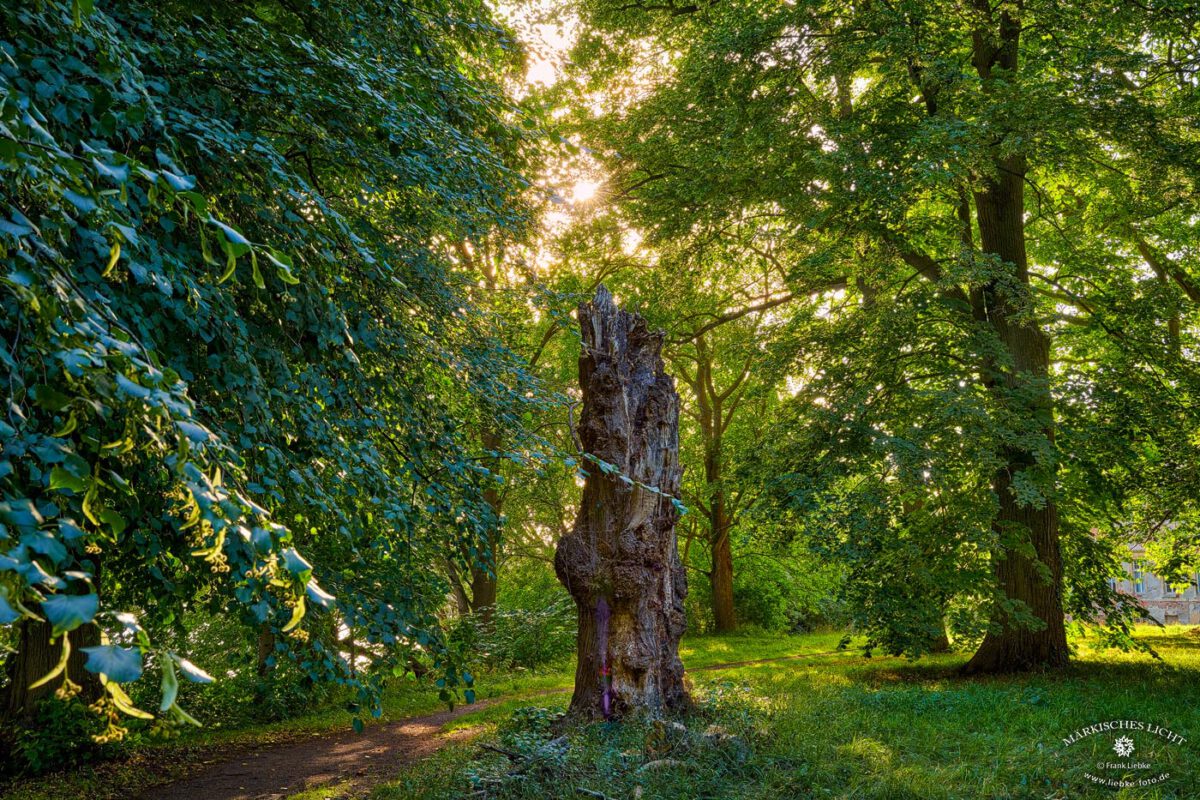 Auch im Ivenacker Schlosspark gibt es viele alterwürdige Baumgesellen