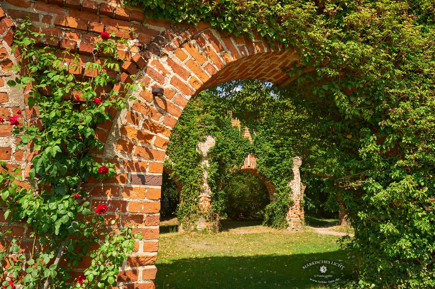Die Klosterruine von Himmelpfort mit ihrem wundervollen Rosenbewuchs