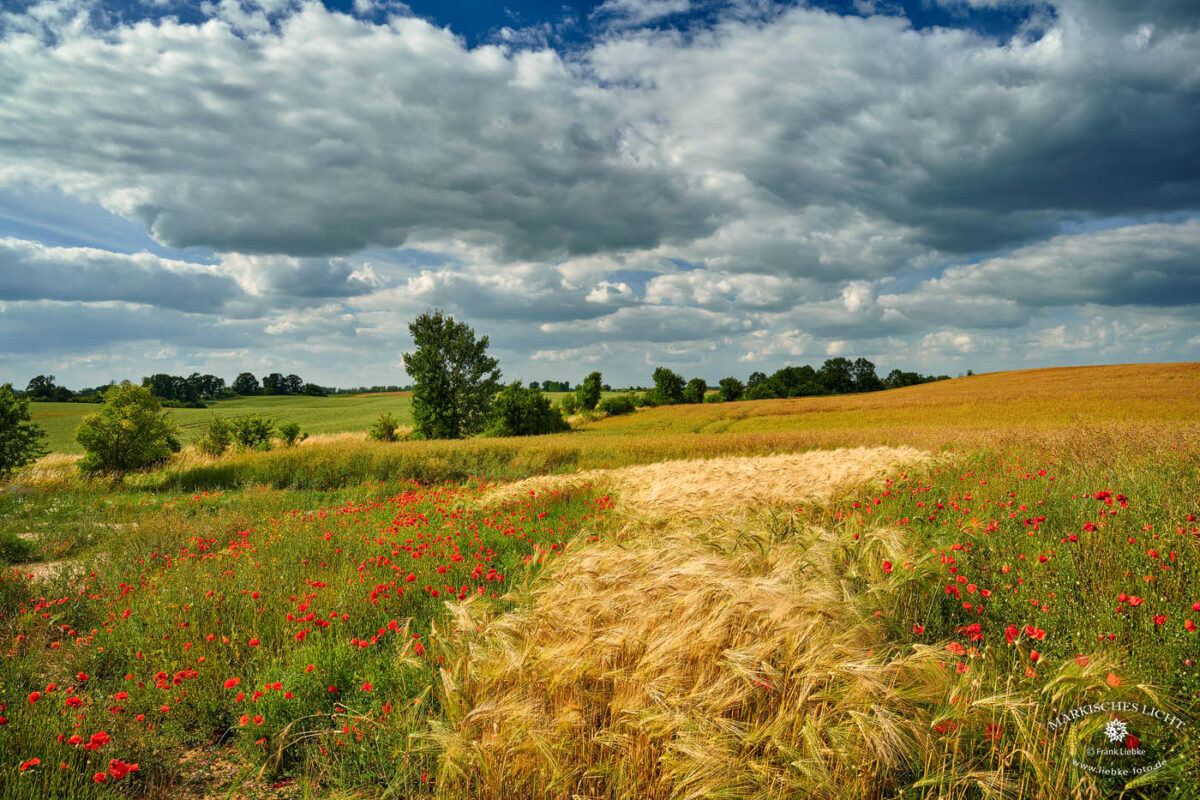 Diese Landschaft würde ich durch keine andere ersetzen wollen. Einzigartige Uckermark :)