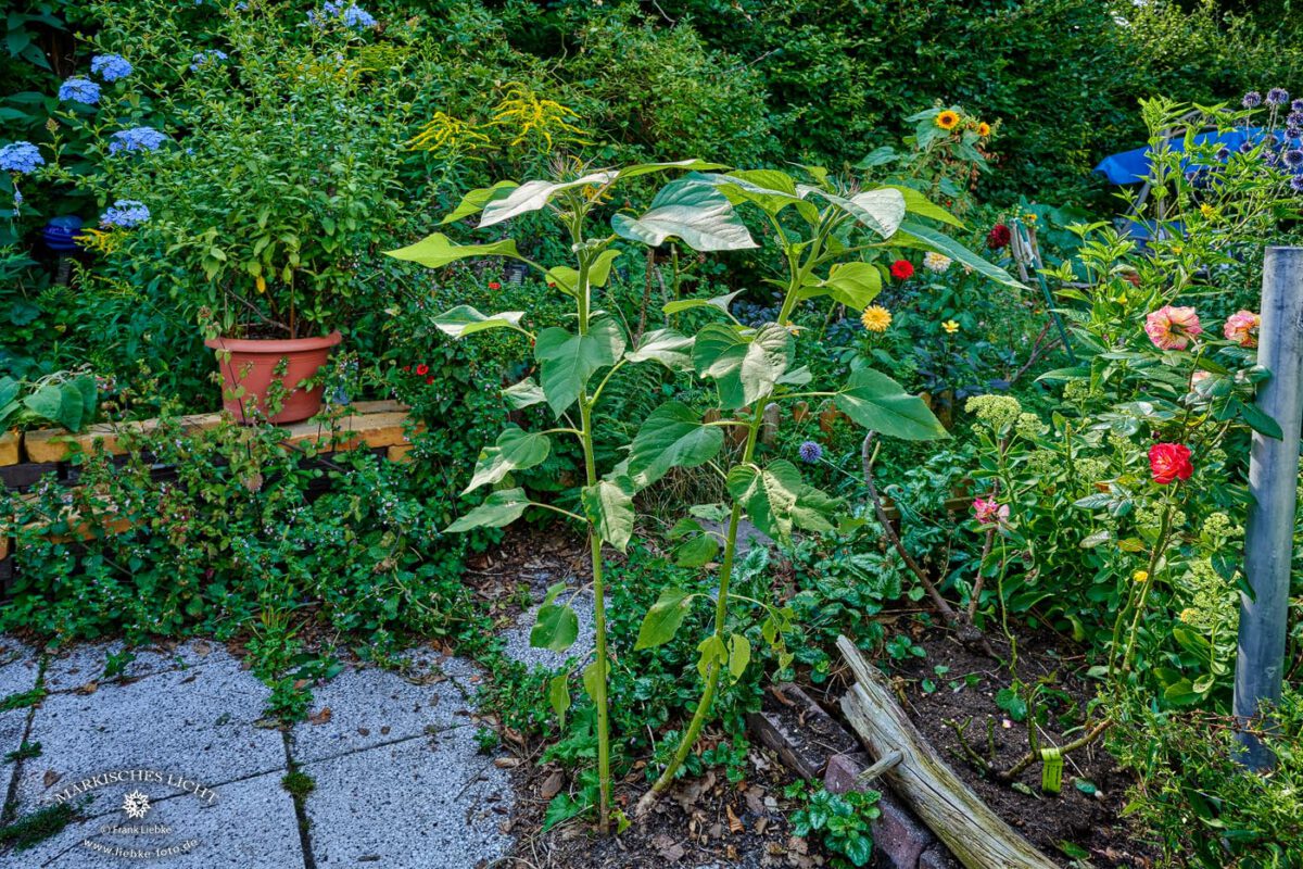 Für Viele sicher das Grauen an sich. Für uns immer neues Staunen über die Anpassung von Pflanzen. Selbst das bisschen Erde einer Fliesenfuge reichte den beiden Sonnenblumen als Heimat. Und es geht ihnen bestens :D