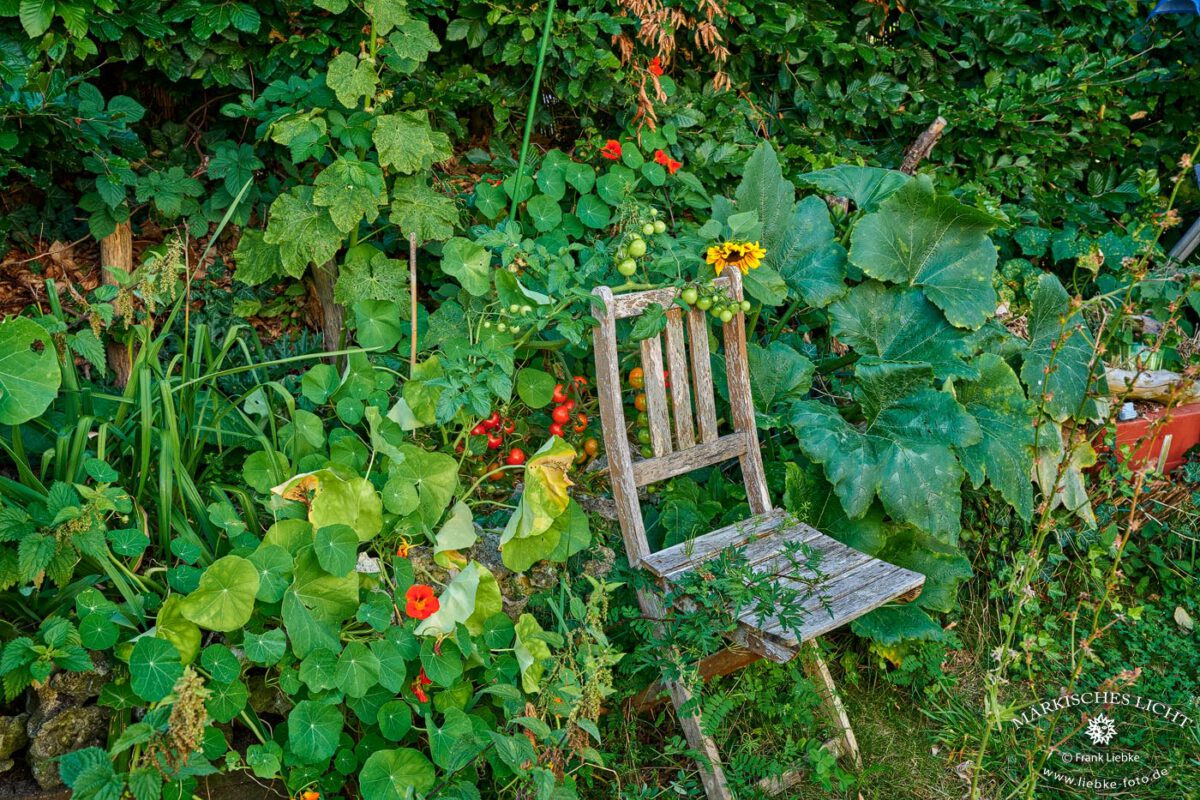 Eine der Tomatenpflanzen nutzt den alten Holzstuhl genau dazu, wozu er geschaffen wurde...