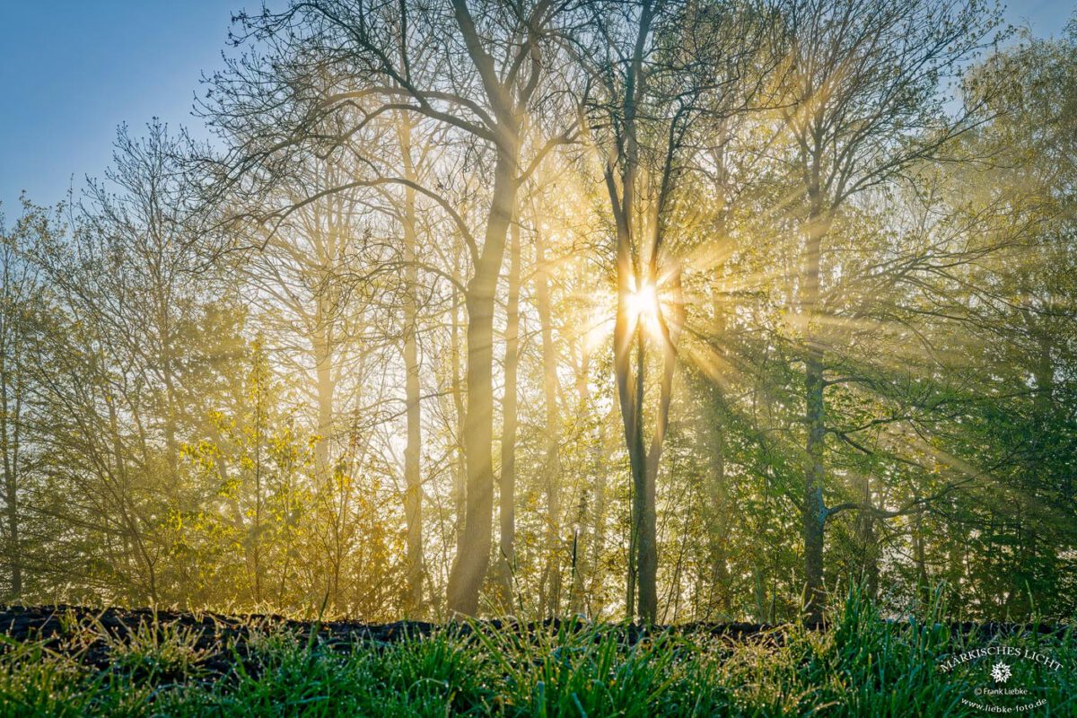 Morgennebel und Luchtwieven in Drochtersen.