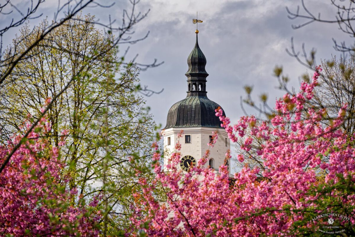 Der Lübbener Kirchturm im Frühlingsglanz.