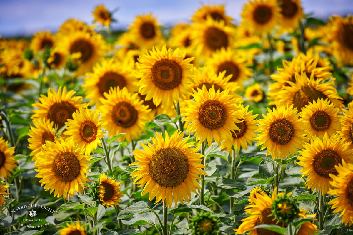 Sonnenblumen