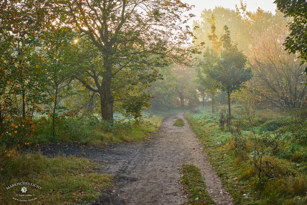 Morgennebel an den Karower Teichen Berlin, Naturpark Barnim