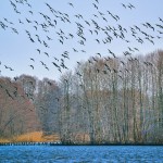 Dolgensee