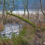 Am Frauensee